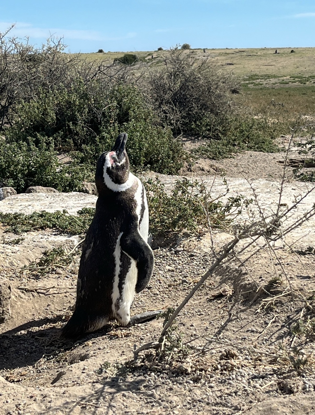 Penguin Patagonia Argentina